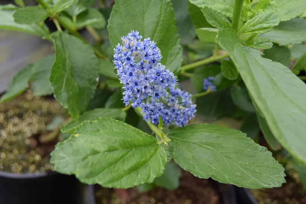 Ceanothus arboreus 'Trewithen Blue' 175-200 cm